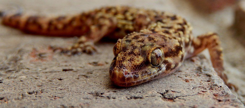 House Gecko Care Sheet