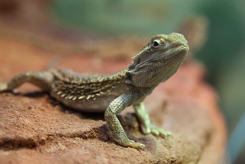 Rankins Dragon Care Sheet