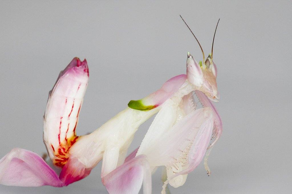 Orchid Mantis Care Sheet