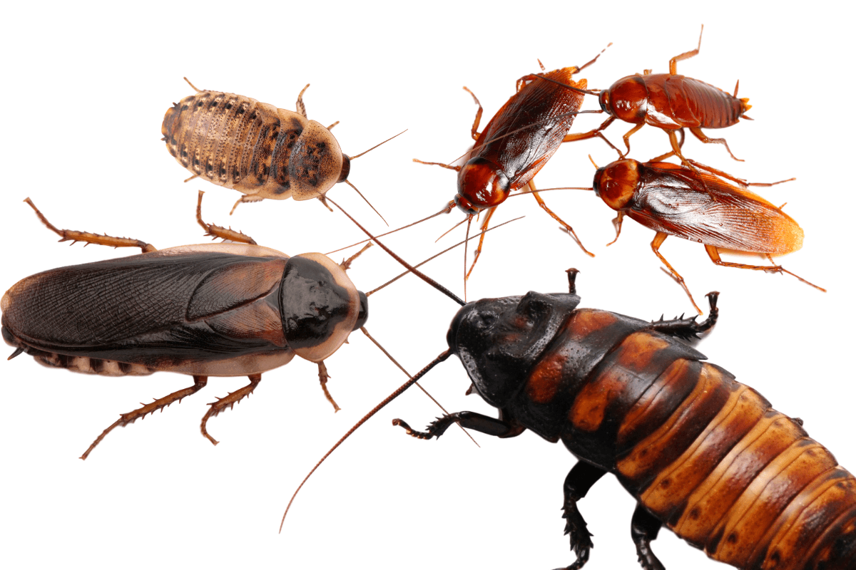 do roaches like tobacco 12 Bugs That Look Cockroaches: Careful of These Crawlers! Did you know that cockroaches
