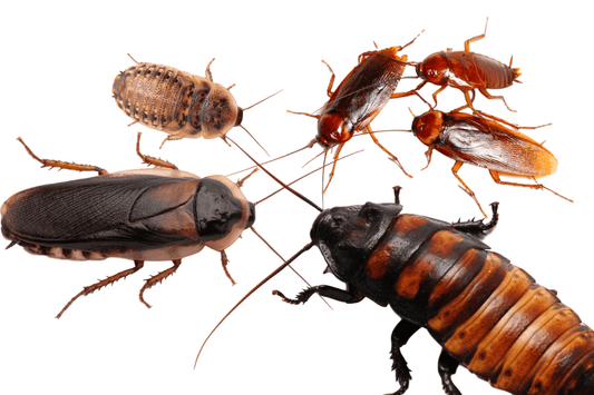 12 Kinds of Roaches That You Can Feed to Your Reptile