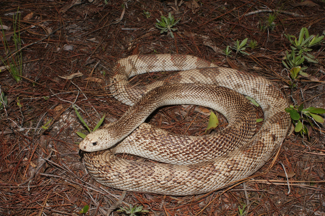 Pine Snake Care Sheet