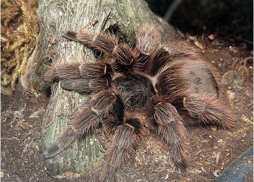 Pink Zebra Beauty Tarantula Care Sheet
