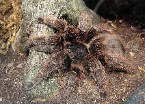 Pink Zebra Beauty Tarantula Care Sheet