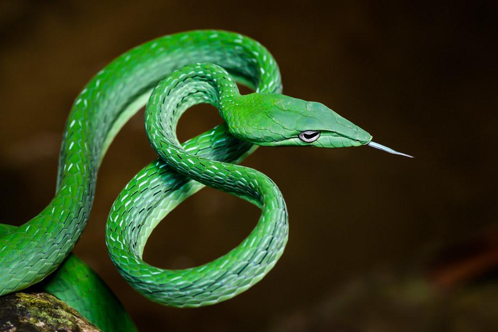 Vine Snake Care Sheet