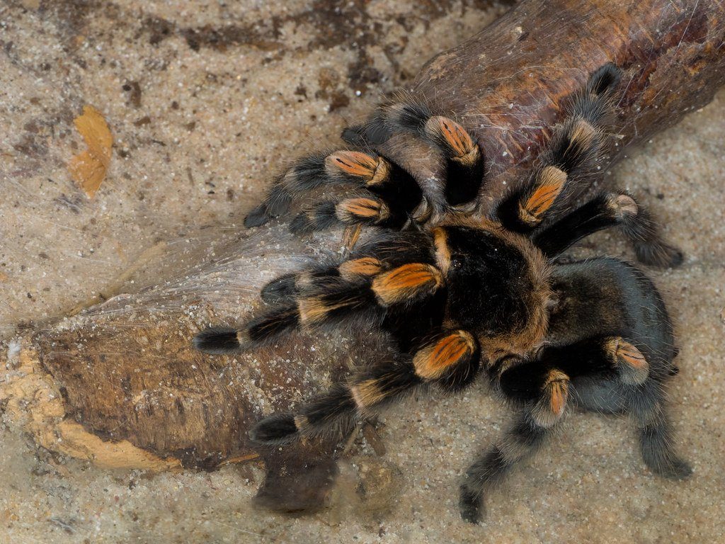 Mexican Red Knee Tarantula Care Sheet