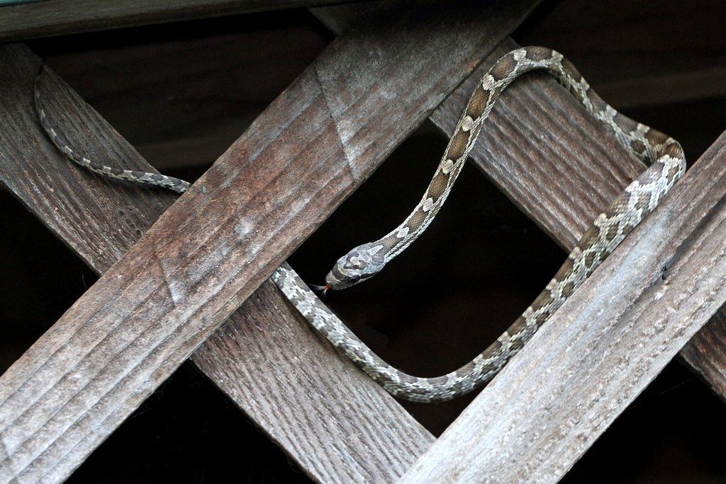 Texas Rat Snake Care Sheet