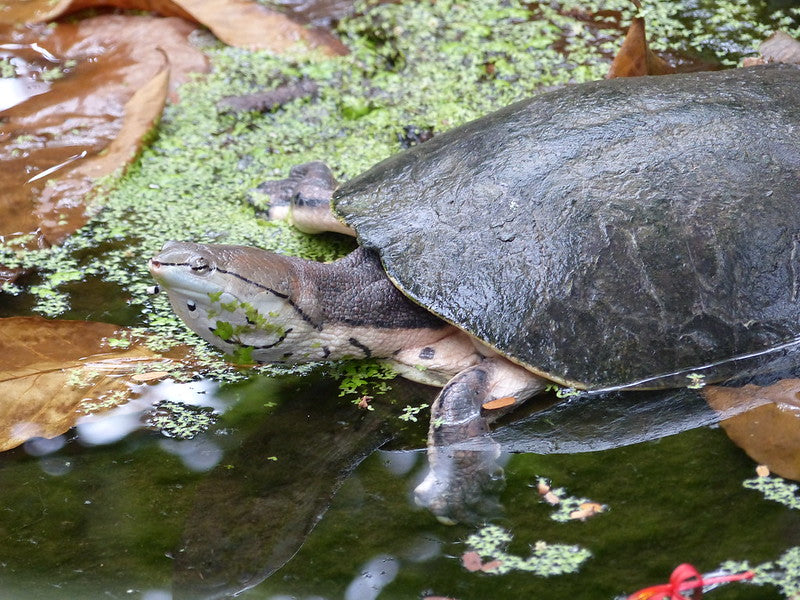 Argentine Side Necked Turtle Care Sheet Dubia