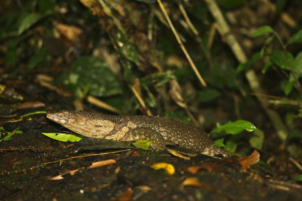 Dumeril’s Monitor Care Sheet