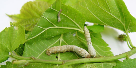 Are Silkworms Really the Best Feeder Insect?
