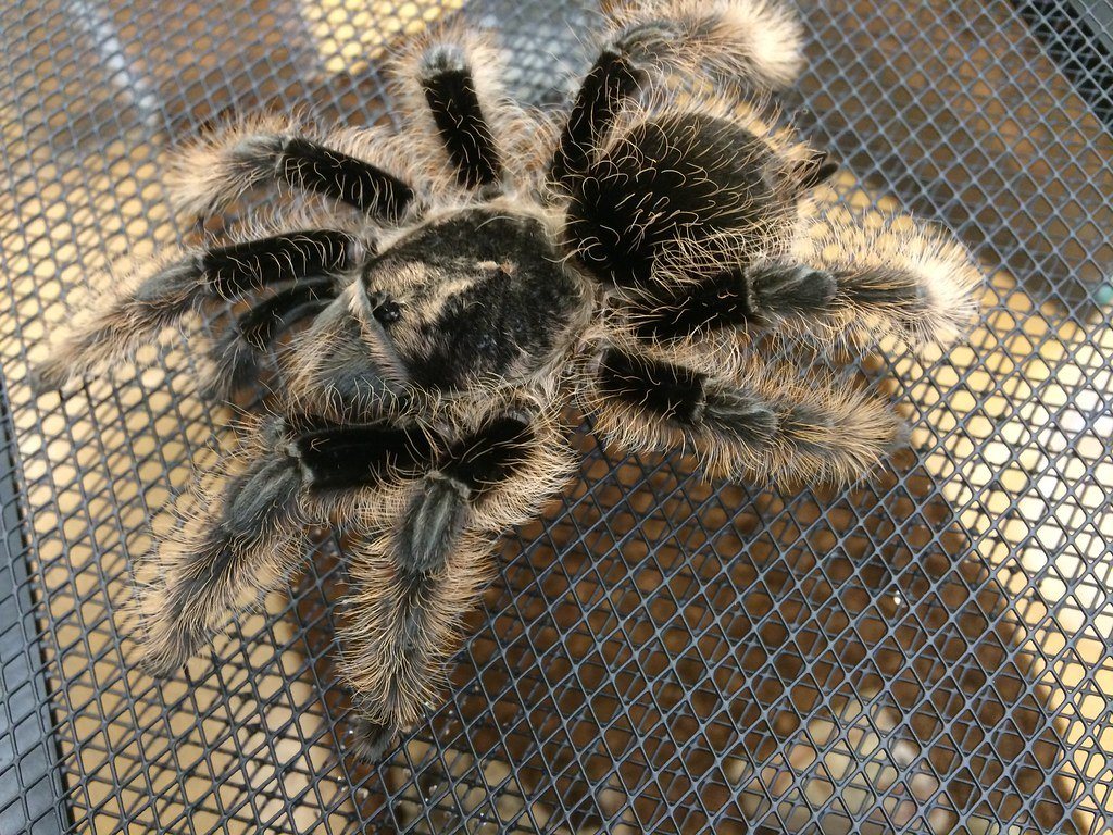 Curly Hair Tarantula Care Sheet