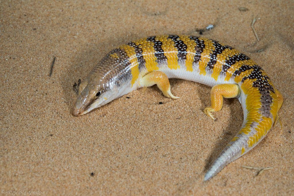 Sandfish Skink Care Sheet