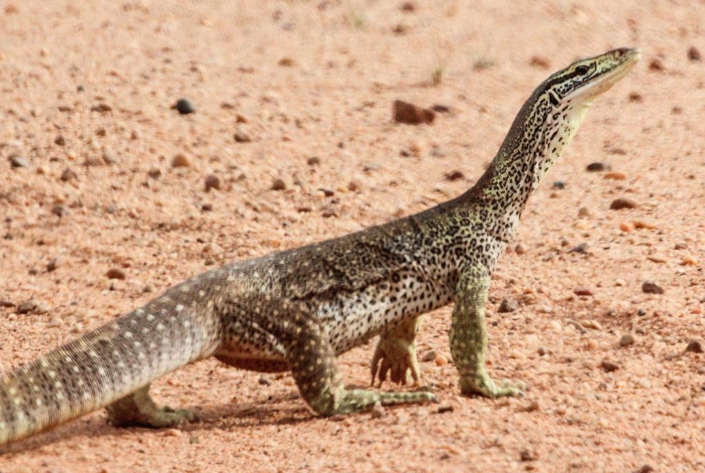 How to Care for Your Argus Monitor