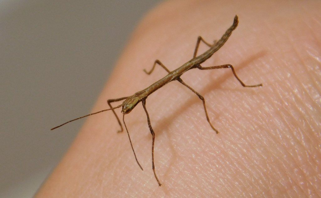 Facts About the Walking Stick Bug