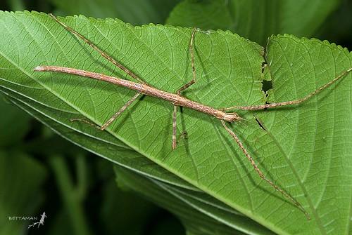 Pink Wing Stick Insect Care Sheet