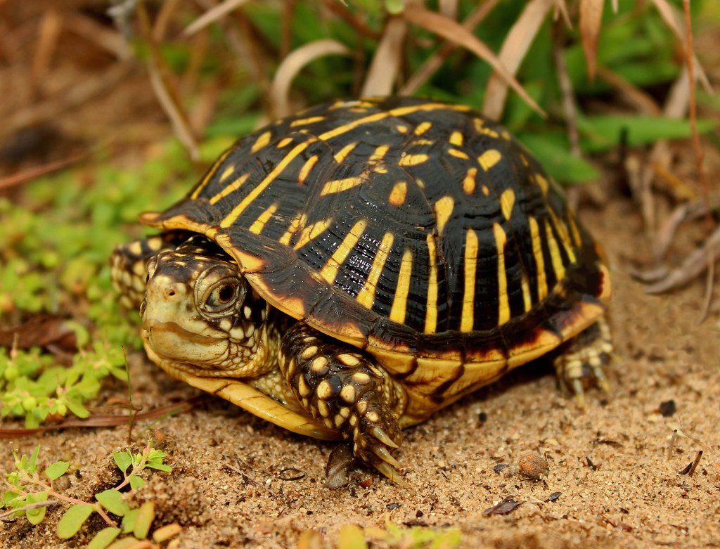 Ornate Box Turtle Care Sheet