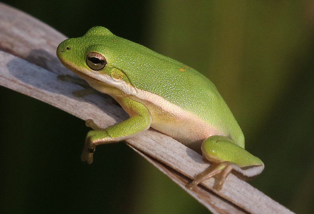 terrariu tree frog