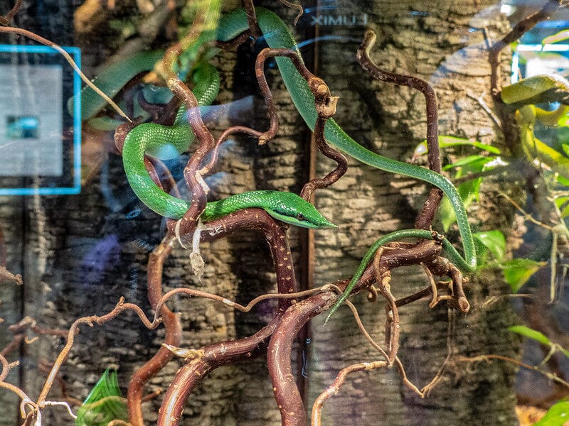 Rhino Rat Snake Care Sheet