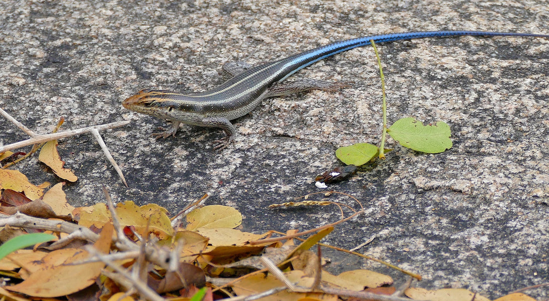 Rainbow Skink Care Sheet