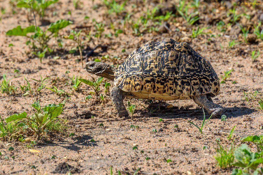 Leopard Tortoise Care Sheet