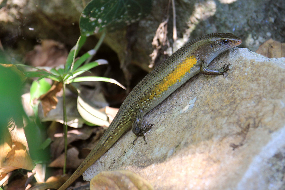 Sun Skink Care Sheet