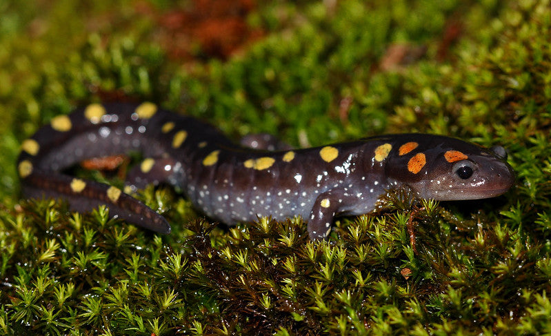 Spotted Salamander Care Sheet