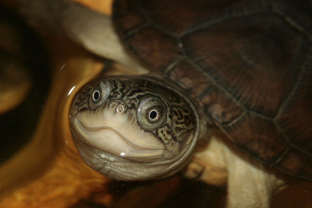 African Sideneck Turtle Care Sheet