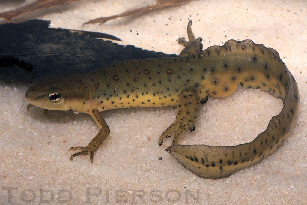 Eastern Newt Care Sheet