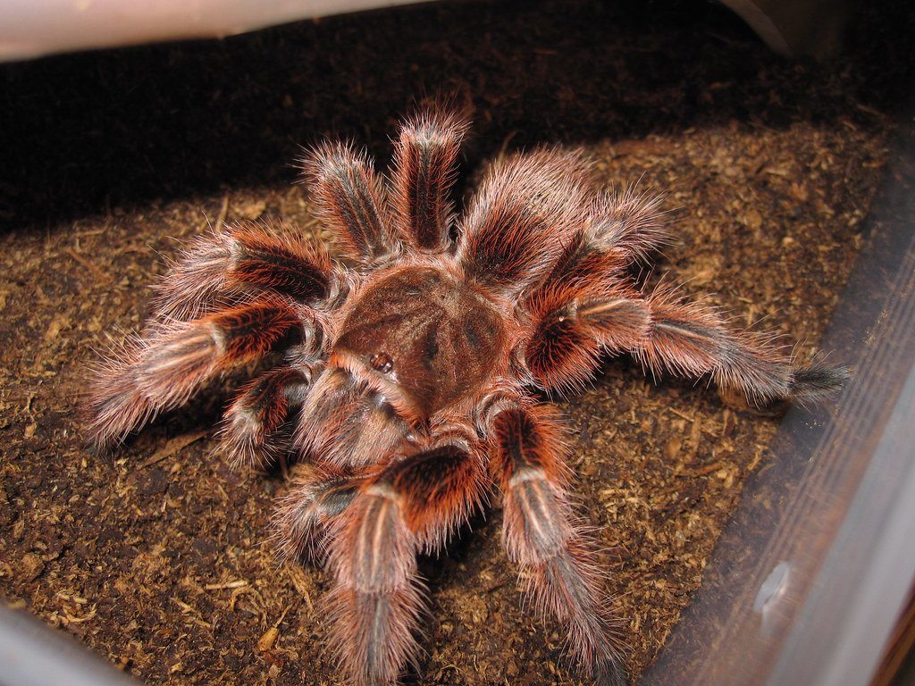Chilean Rosehair Tarantula Care Sheet