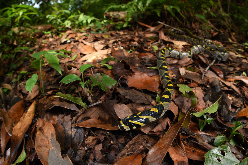 Mandarin Rat Snake Care Sheet