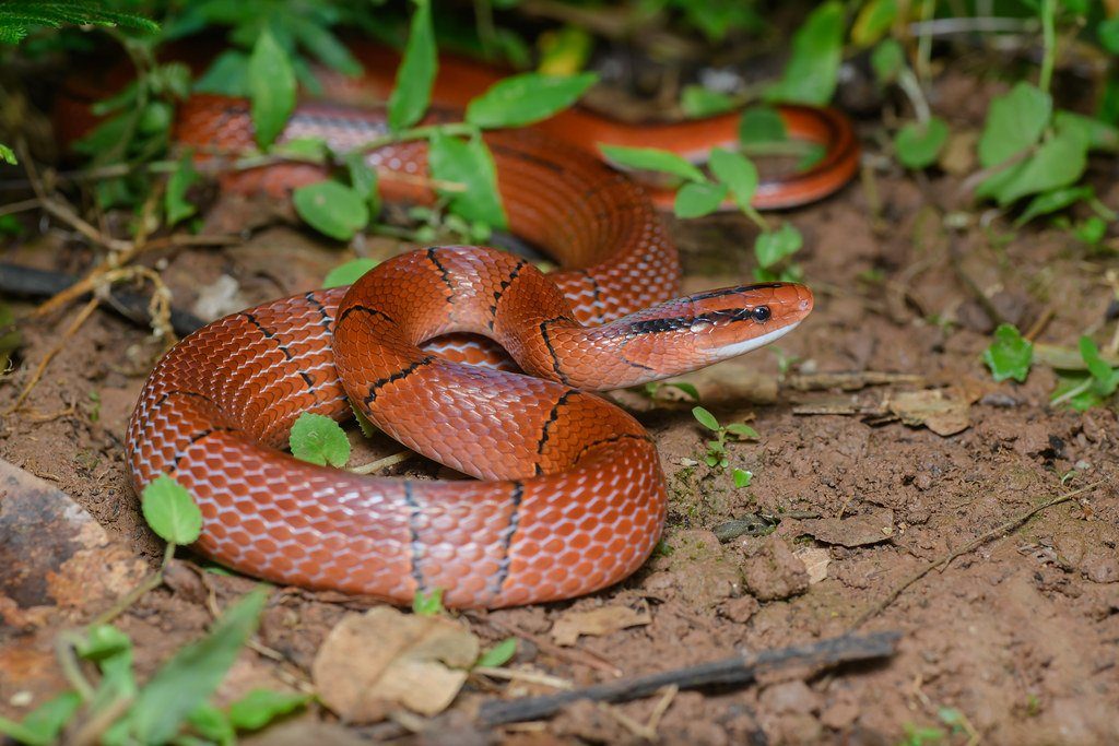 Orange Snake Service - Licensed Snake Catcher