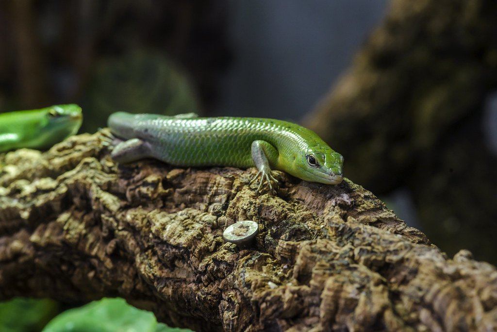 Emerald Tree Skink Care Sheet