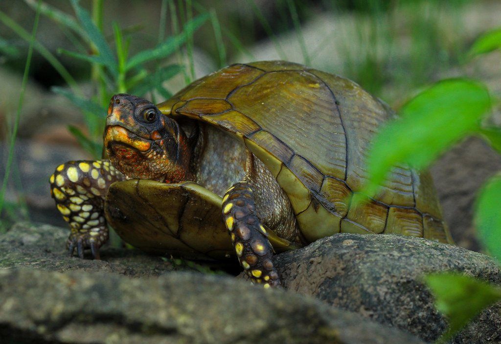 Three-Toed Box Turtle Care Sheet