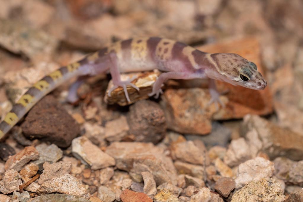 Western Banded Gecko Care Sheet