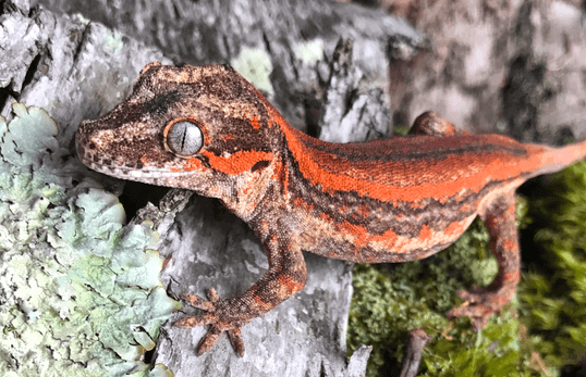 Gargoyle Gecko Care Sheet