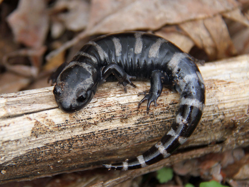 Marbled Salamander Care Sheet