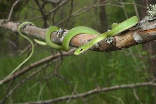 Critter of the Week: Rough green snake
