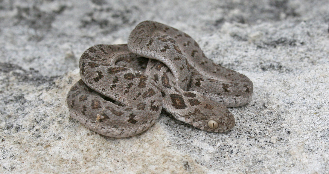 Egg Eating Snake Care Sheet
