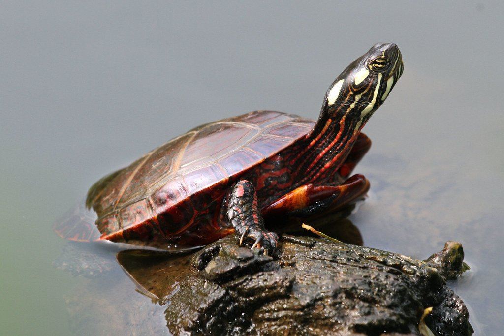 Painted Turtle Care Sheet