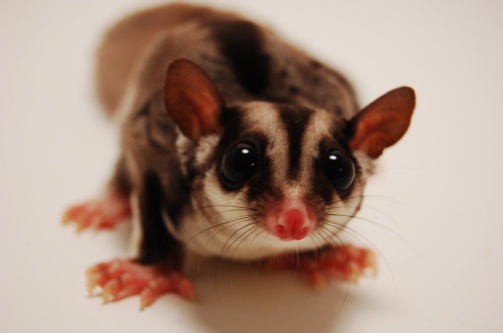 Sugar Glider Care Sheet