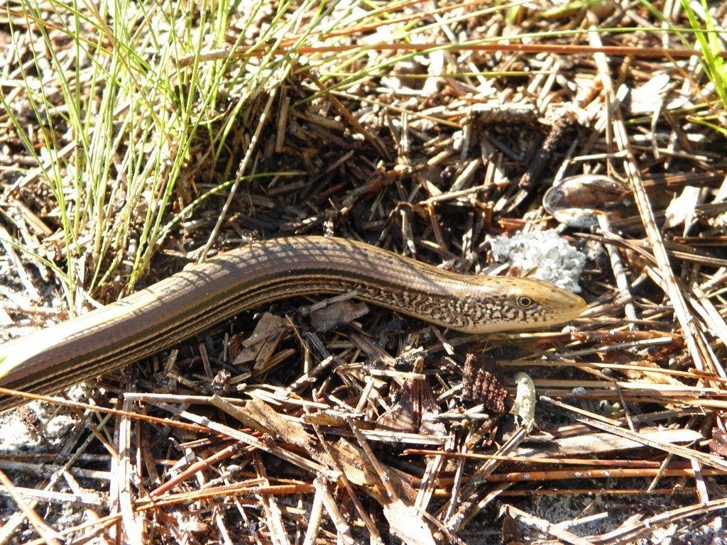 Eastern Glass Lizard Care Sheet