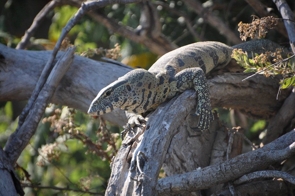 How to Care for Your Nile Monitor