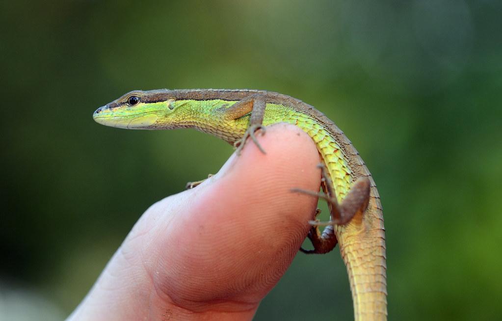 Long-Tailed Grass Lizard Care Sheet