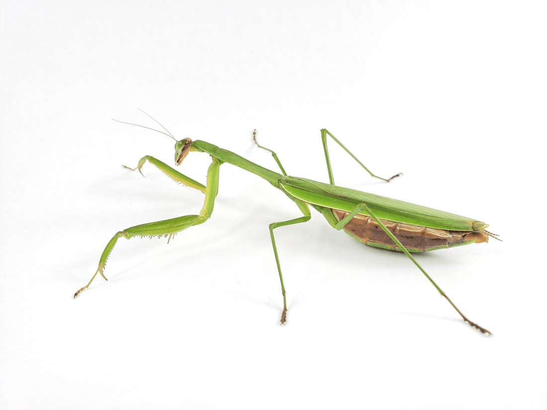 Chinese Mantis Care Sheet