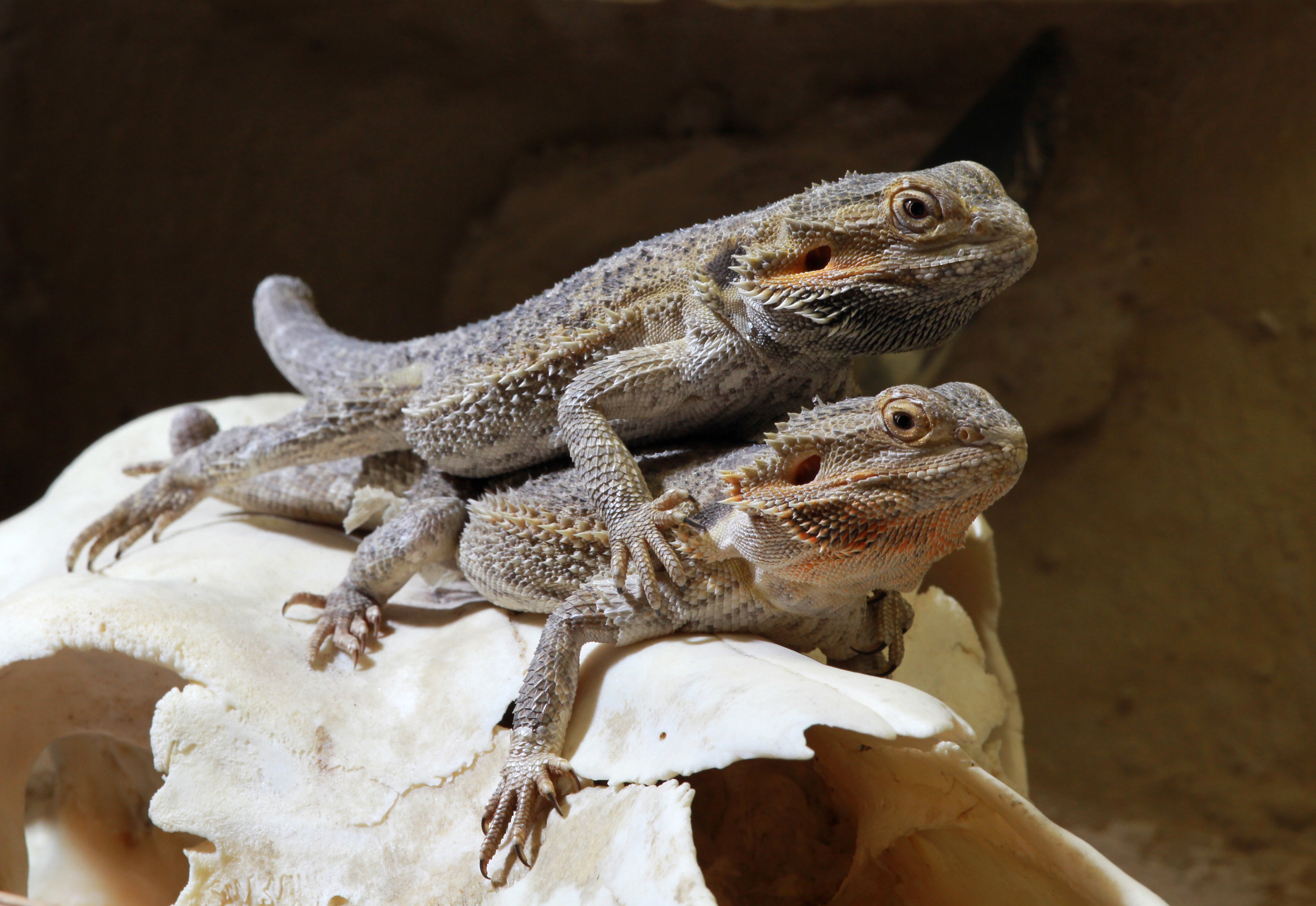 Can Bearded Dragons Cohabitate? - ABDRAGONS