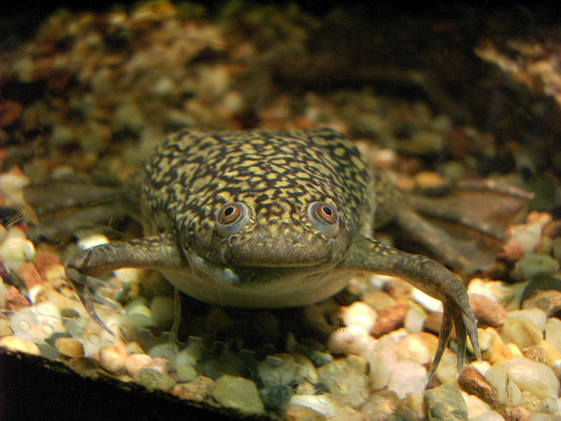 African Clawed Frog Care Sheet