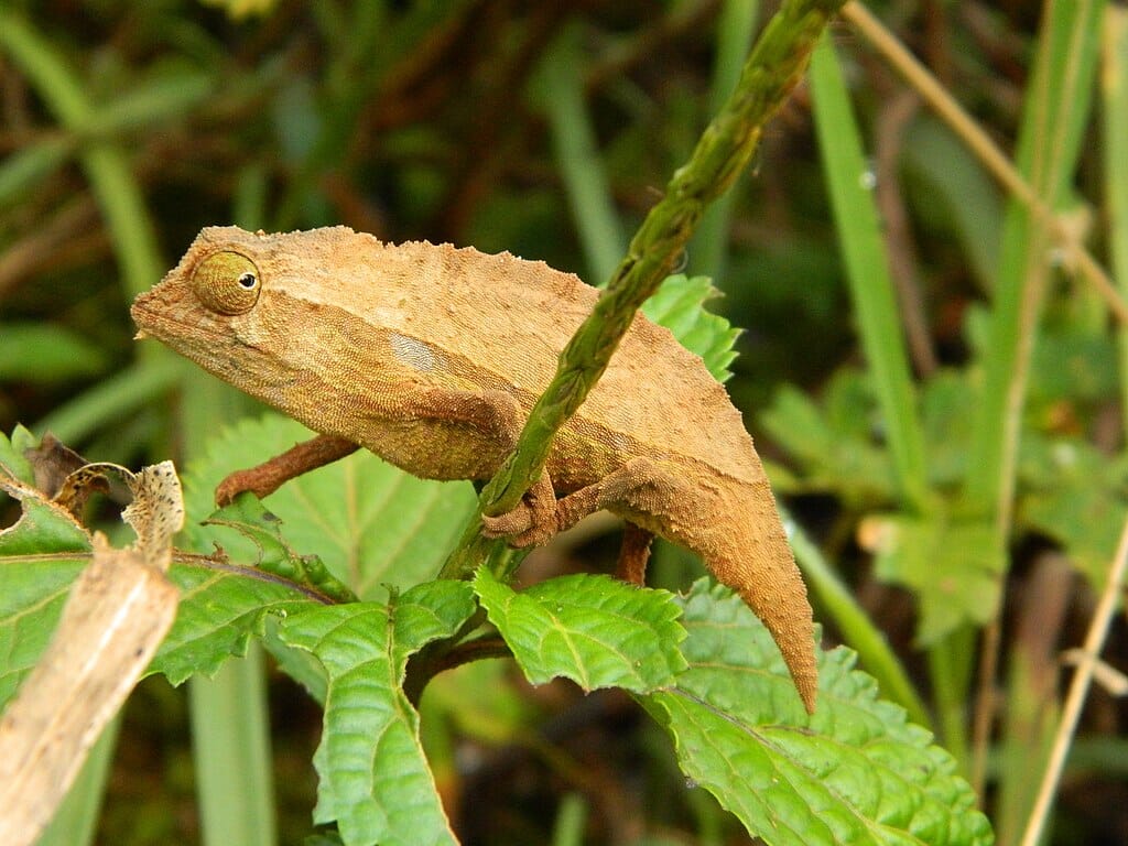 Pygmy Chameleon Care Sheet