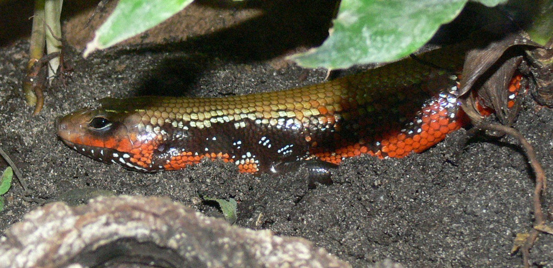 Fire Skink Care Sheet