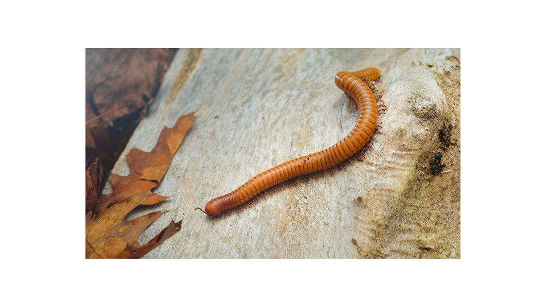Desert Millipede Care Sheet