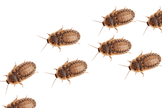 Can You Use Dubia Roaches as CUC?